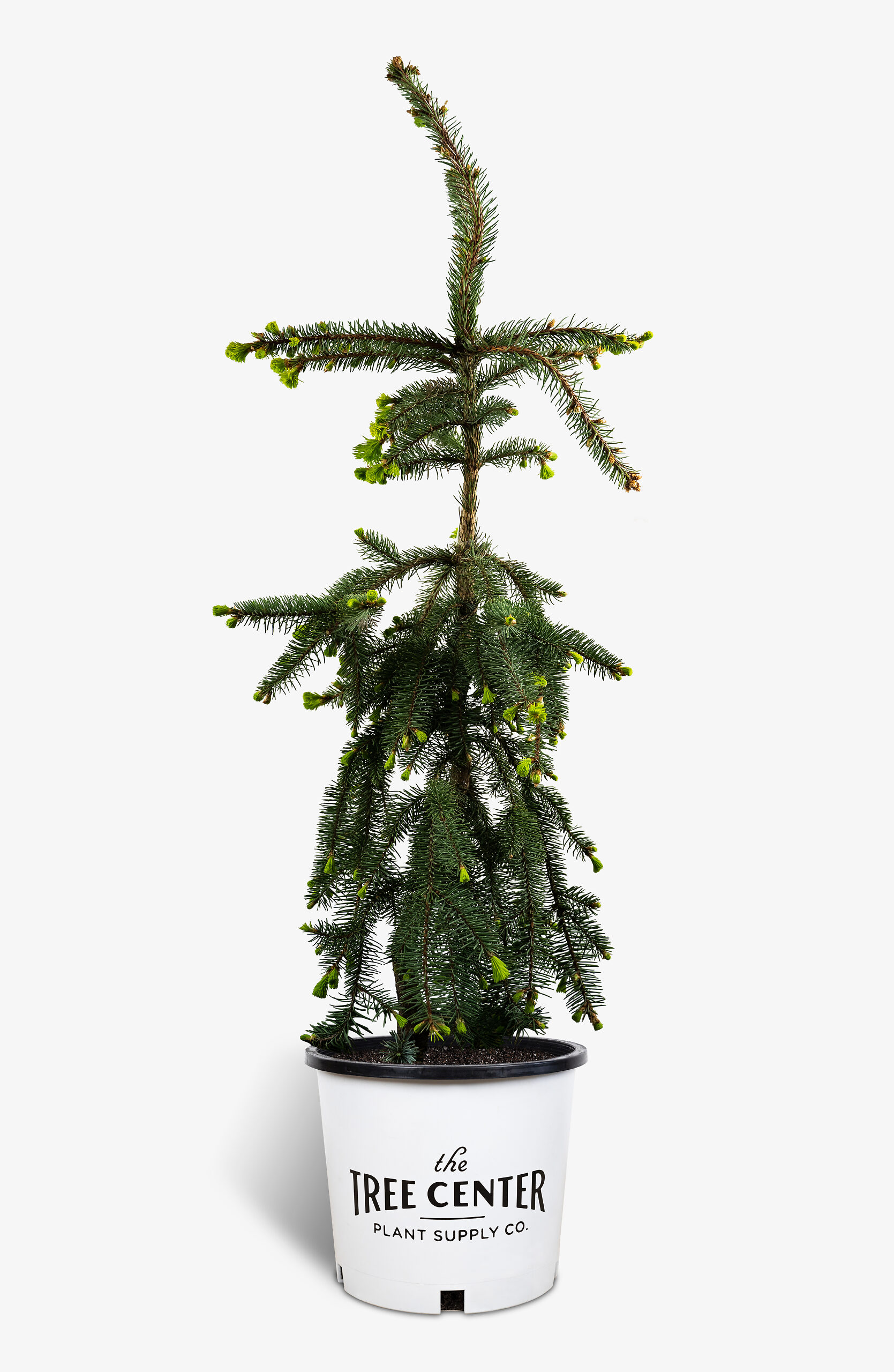Weeping Norway Spruce For Sale Online The Tree Center