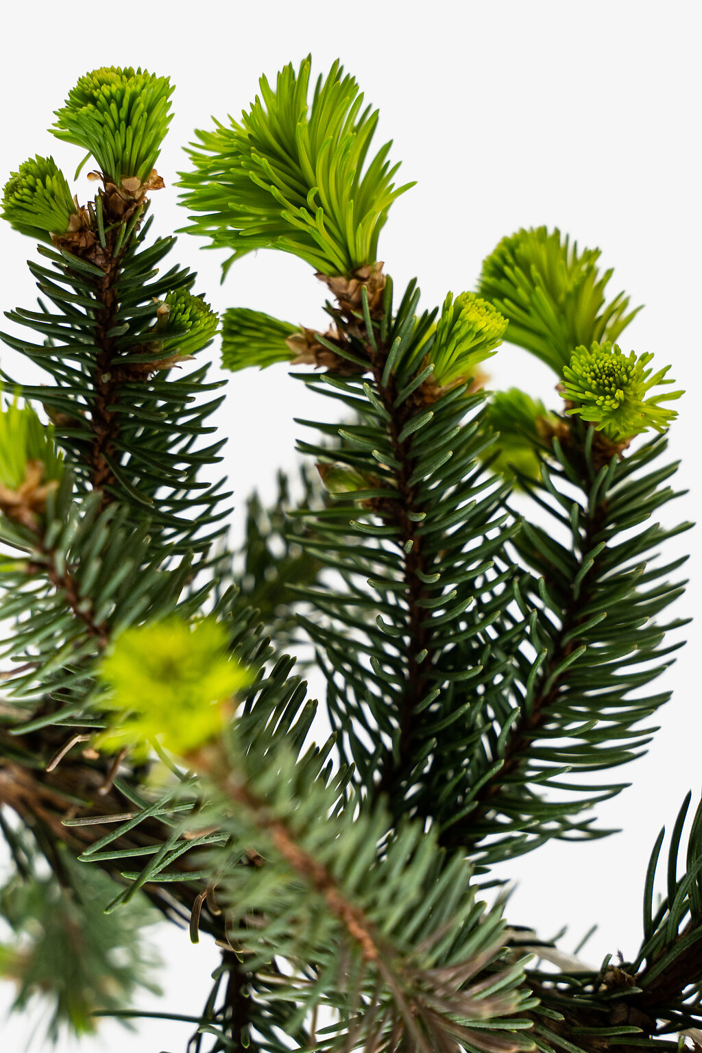 Weeping Norway Spruce For Sale Online The Tree Center