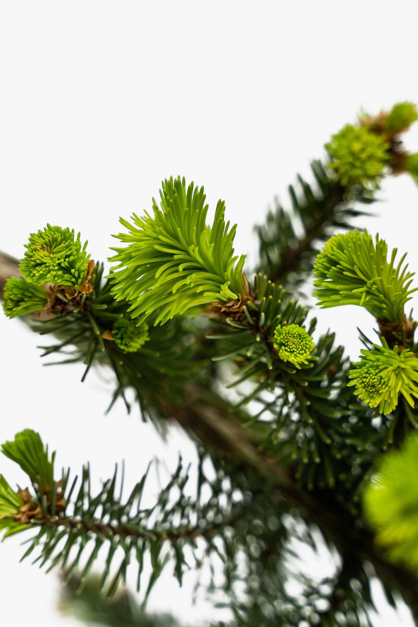 Weeping Norway Spruce For Sale Online The Tree Center