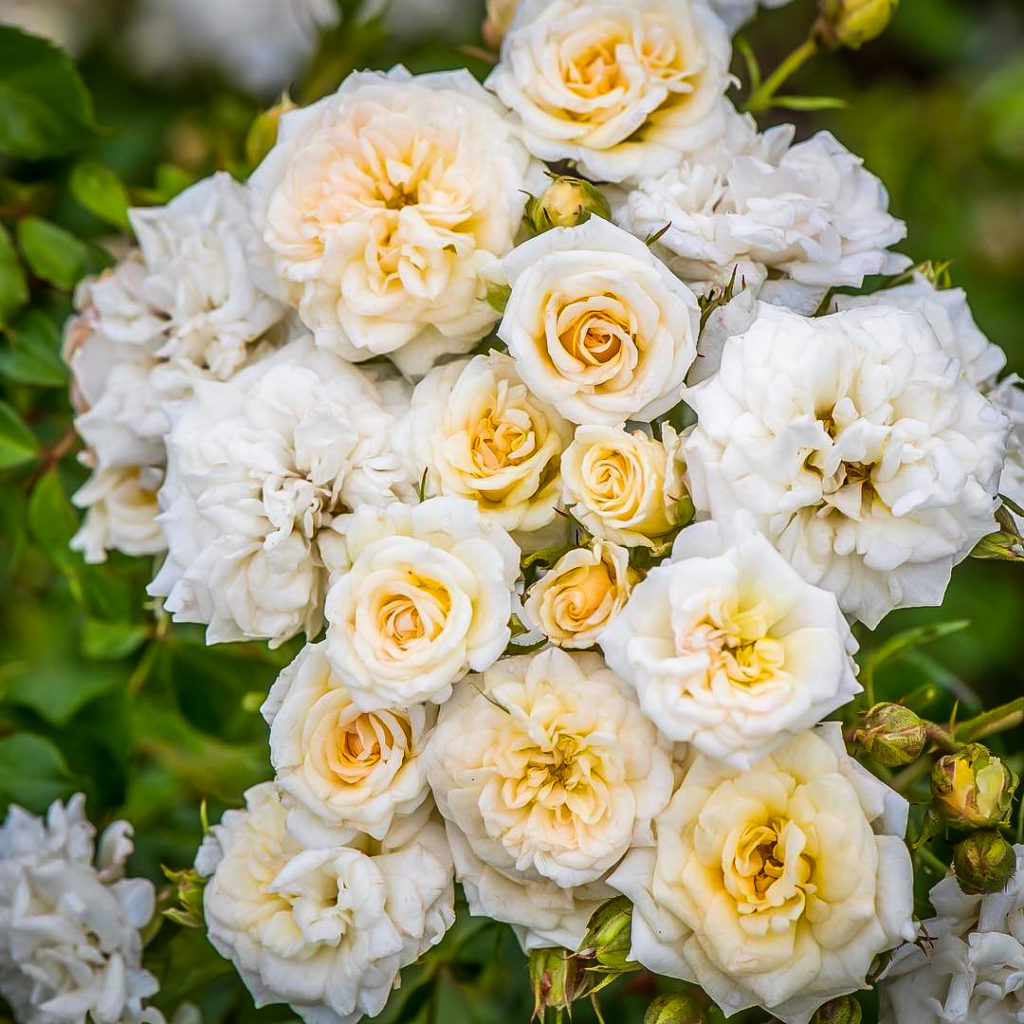 White Drift Rose Bushes For Sale Online The Tree Center