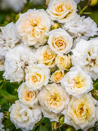 White Drift® Rose