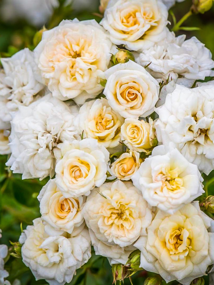 Popcorn Drift Rose Bushes For Sale Online The Tree Center