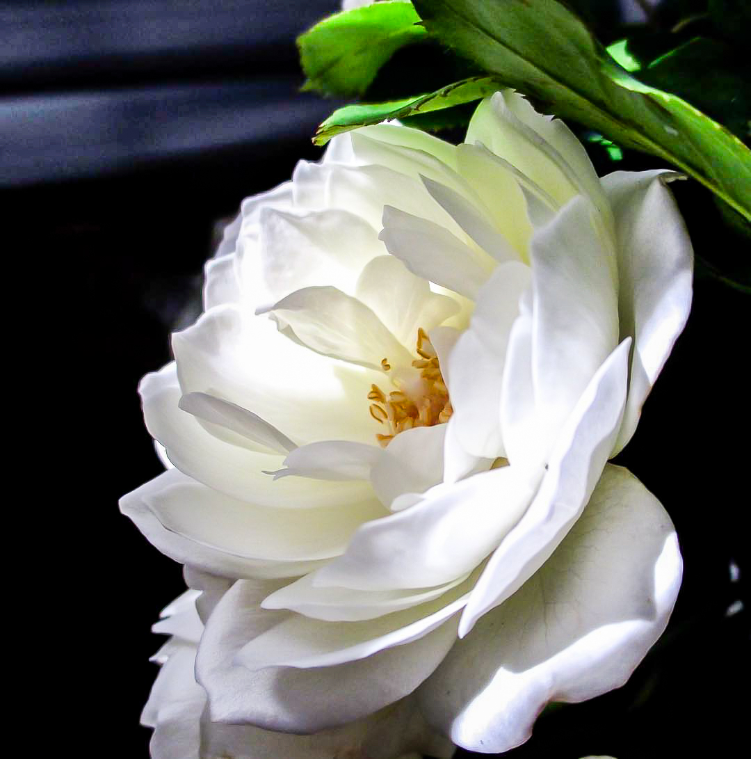 White Drift Rose Bushes For Sale Online The Tree Center