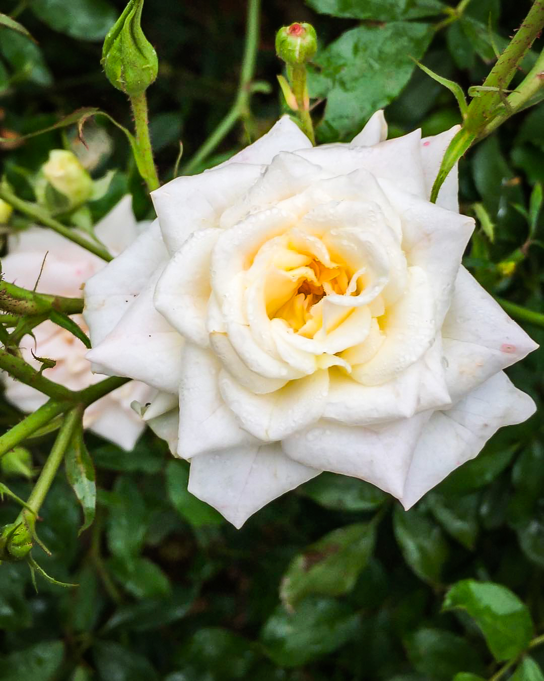 White Drift Rose Bushes For Sale Online The Tree Center