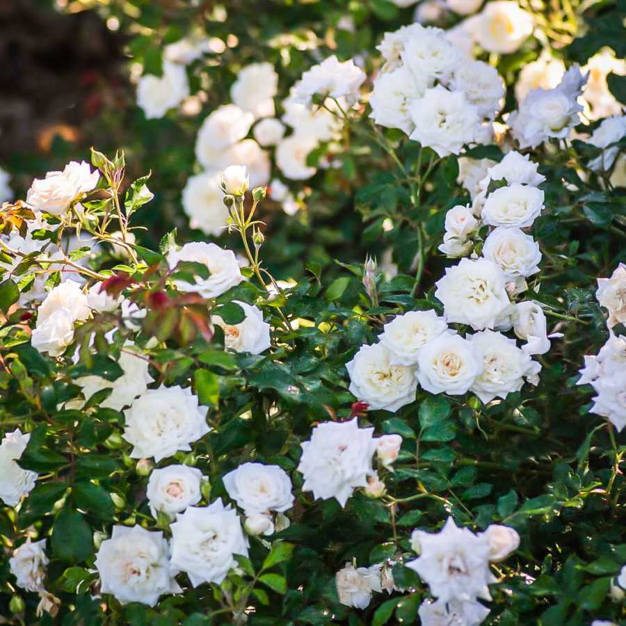 White Drift Rose Bushes For Sale Online The Tree Center