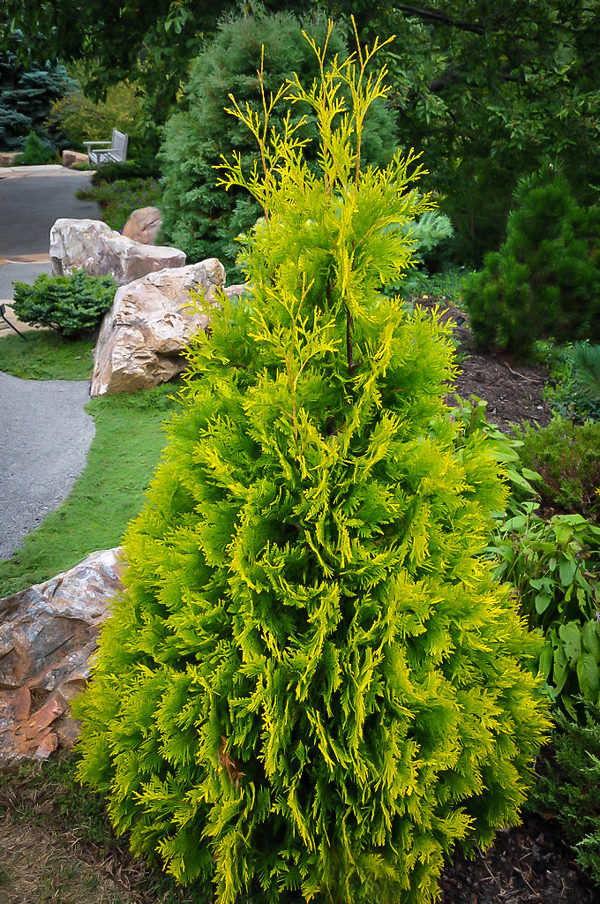 Yellow Ribbon Arborvitae For Sale Online The Tree Center