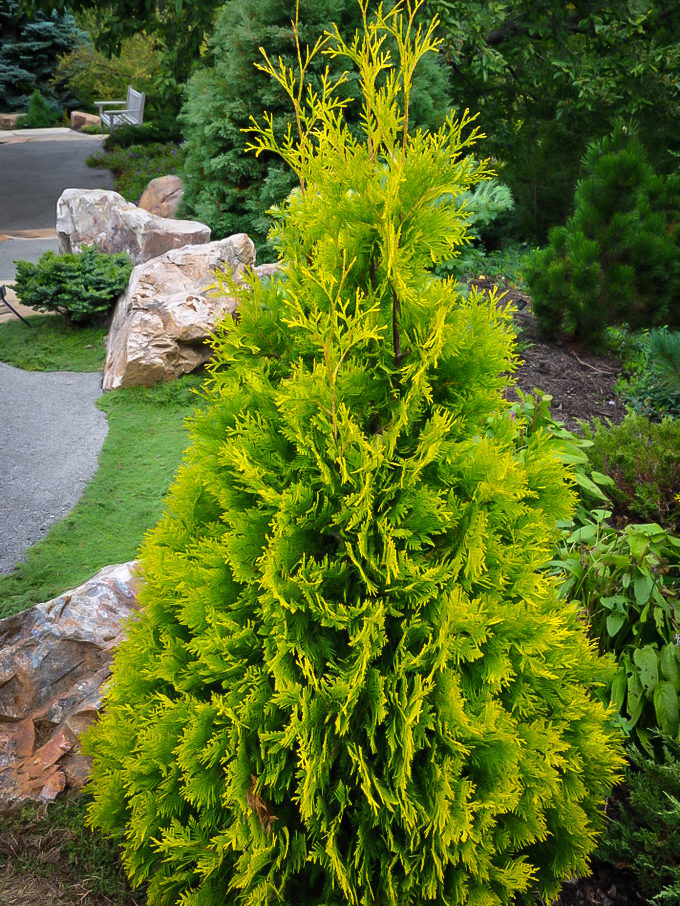 Arborvitae Trees for Sale Buy Arborvitaes Online The Tree Center
