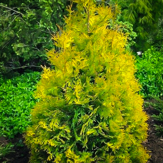 Yellow Ribbon Arborvitae For Sale Online The Tree Center