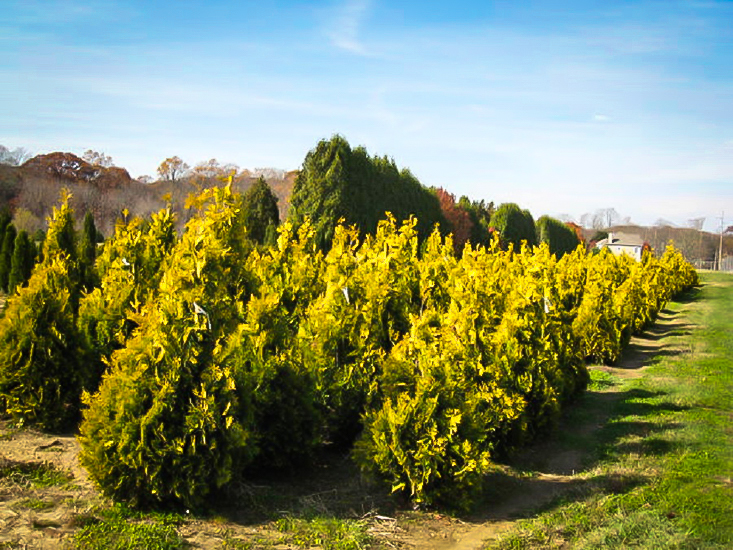 Yellow Ribbon Arborvitae For Sale Online The Tree Center