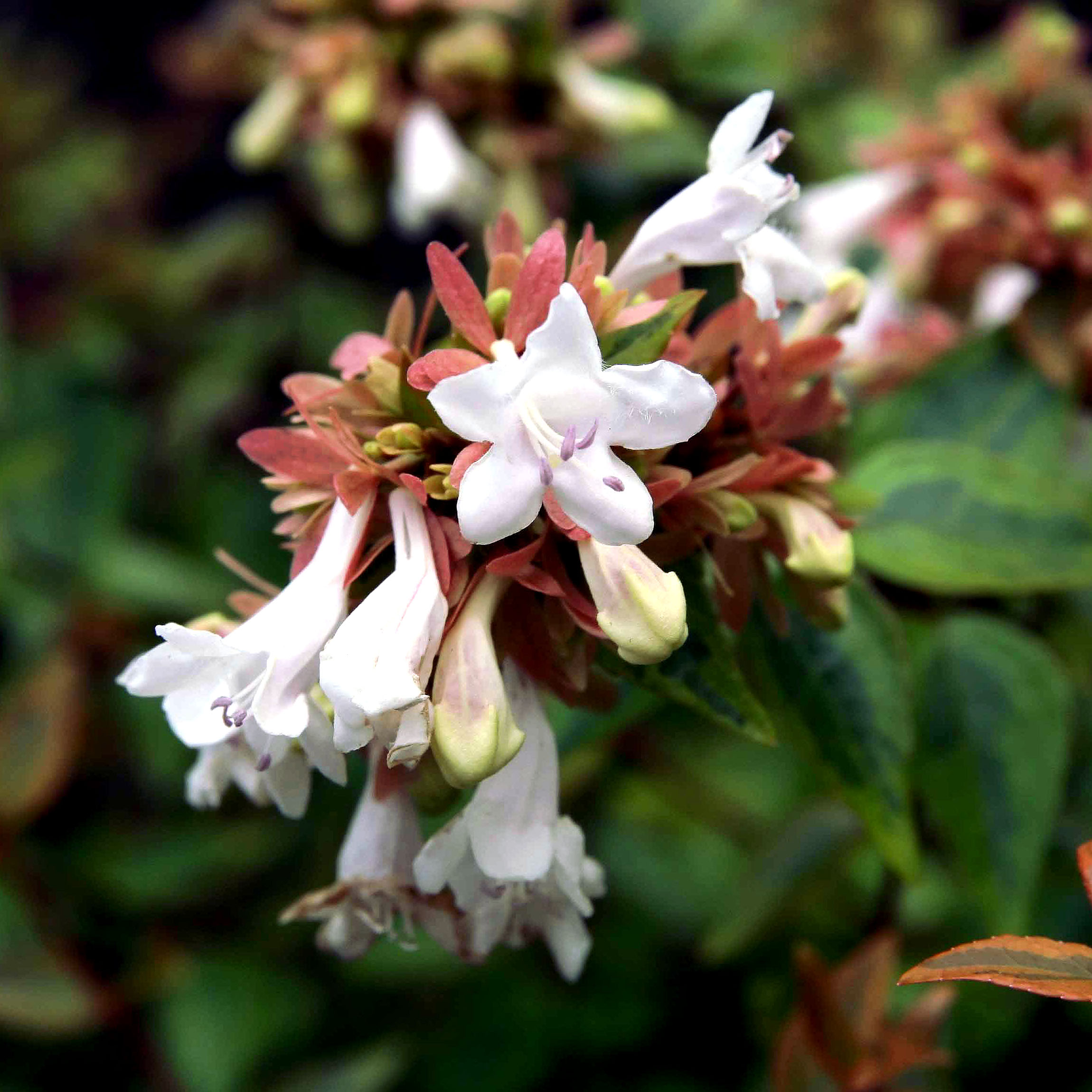 pictures of kaleidoscope abelia pictures of kaleidoscope abelia