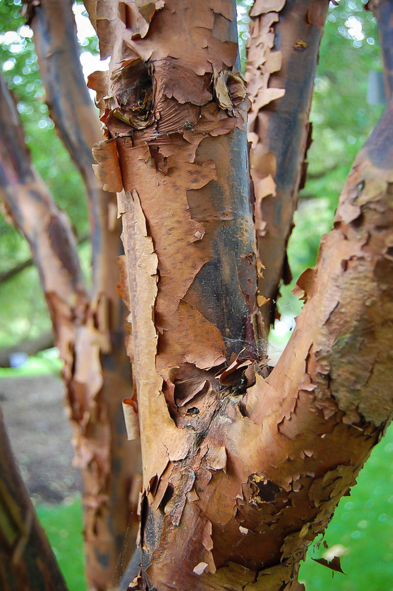 paperbark maple tree problems