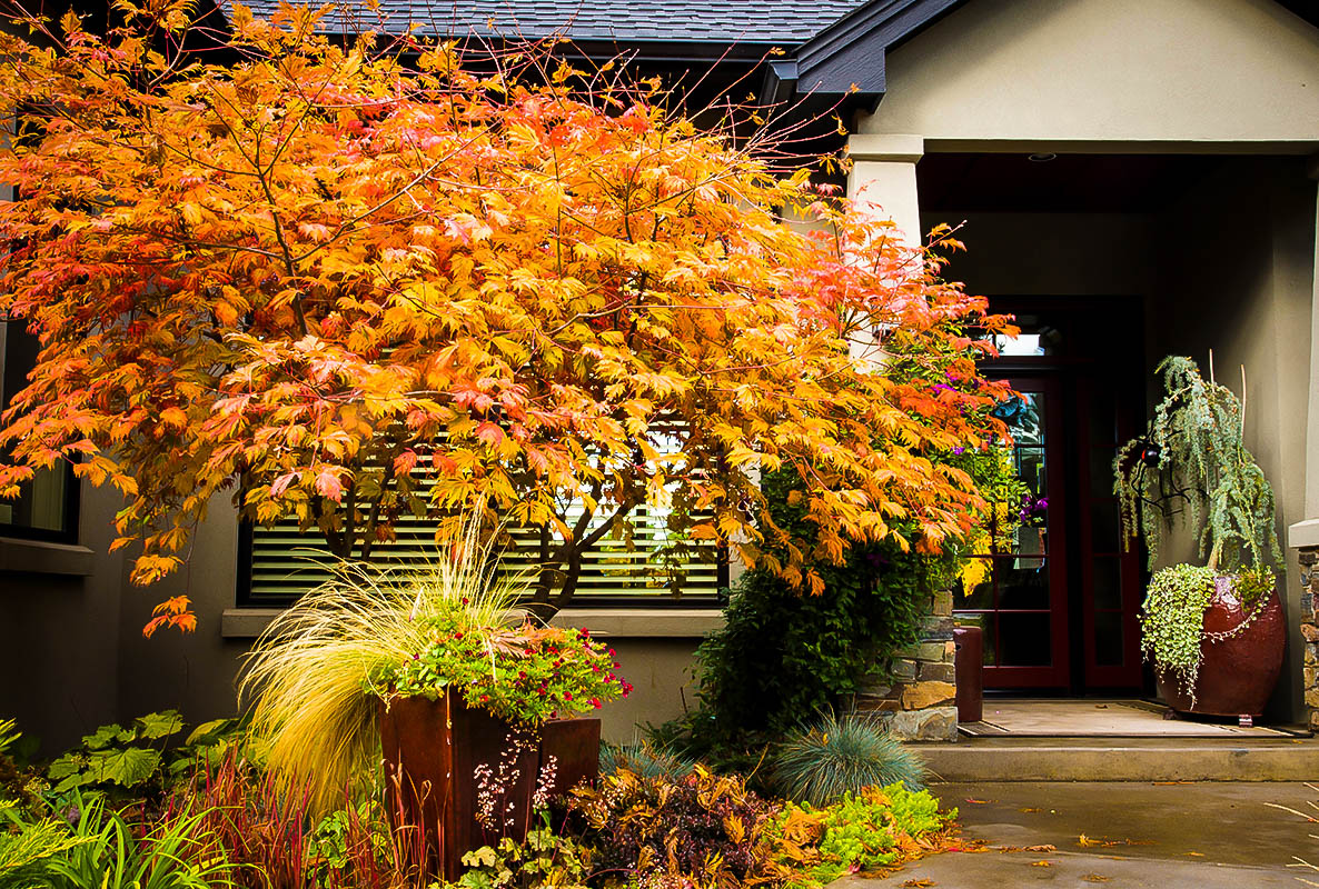 Fernleaf Full-Moon Japanese Maple.