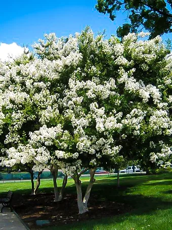 Acoma Crape Myrtle Tree