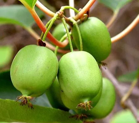 Kiwi Plants