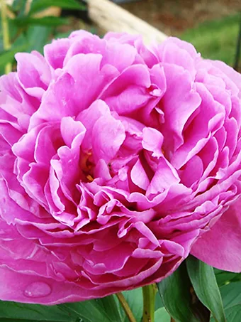 Alexander Fleming Peony