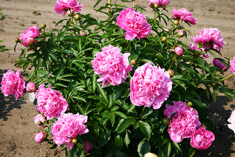 Peony lactiflora 'ALEXANDER FLEMING' Large 3-5 Eye Root Plant Perennial Fragrant Double Flowers Hardy Plant Now in Fall for Spring Blooms!!!