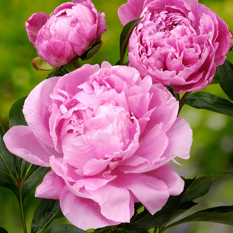Peony lactiflora 'ALEXANDER FLEMING' Large 3-5 Eye Root Plant Perennial Fragrant Double Flowers Hardy Plant Now in Fall for Spring Blooms!!!