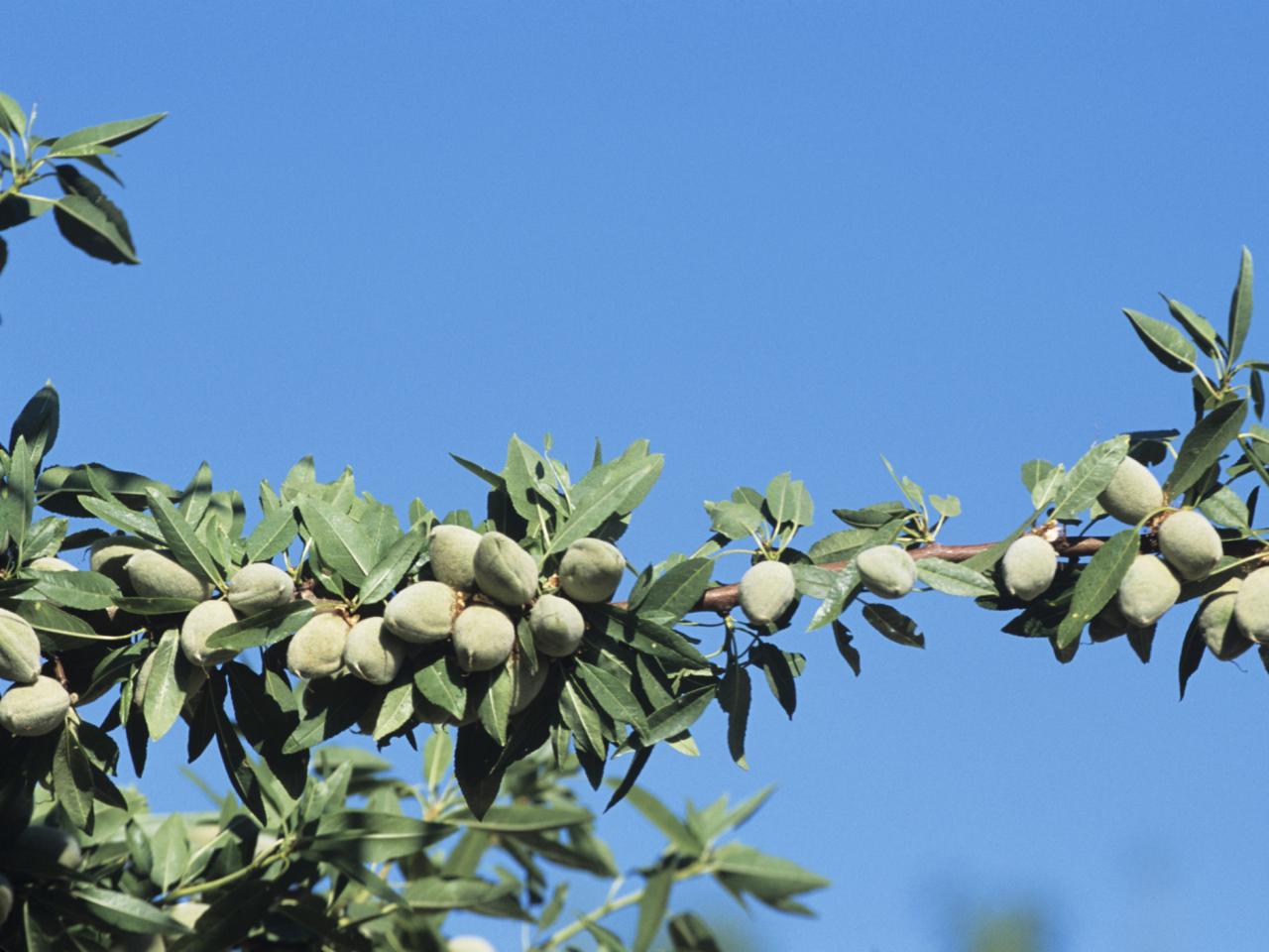 Do Almonds Grow On Trees? The Tree Center™