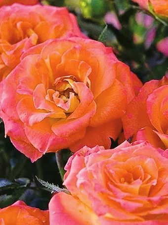 Amber Sunblaze® Miniature Rose