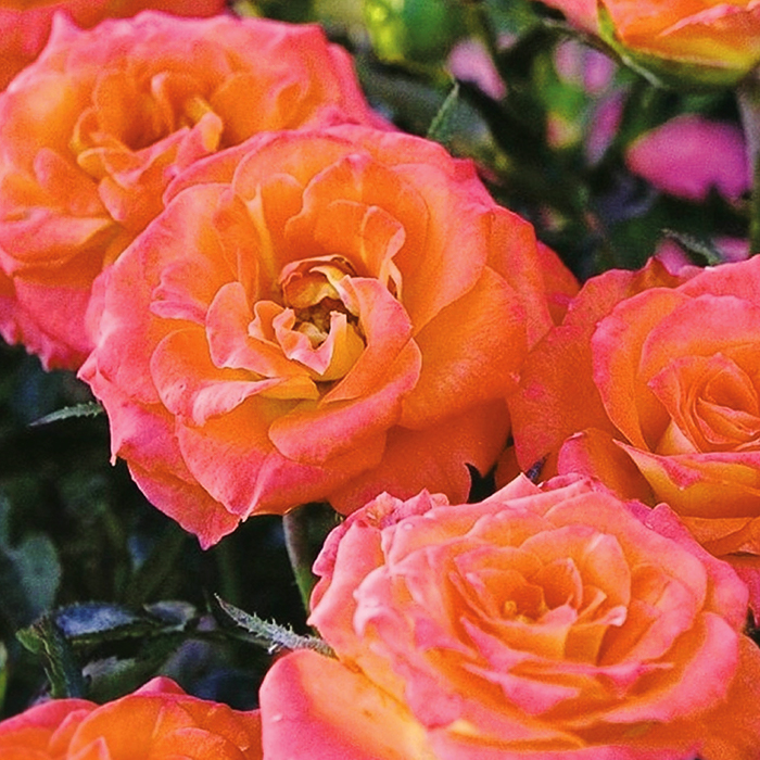 amber sunblaze rose