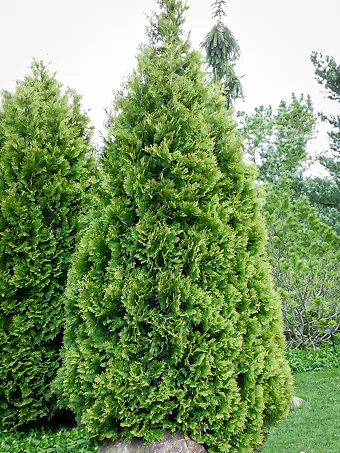 American Arborvitae