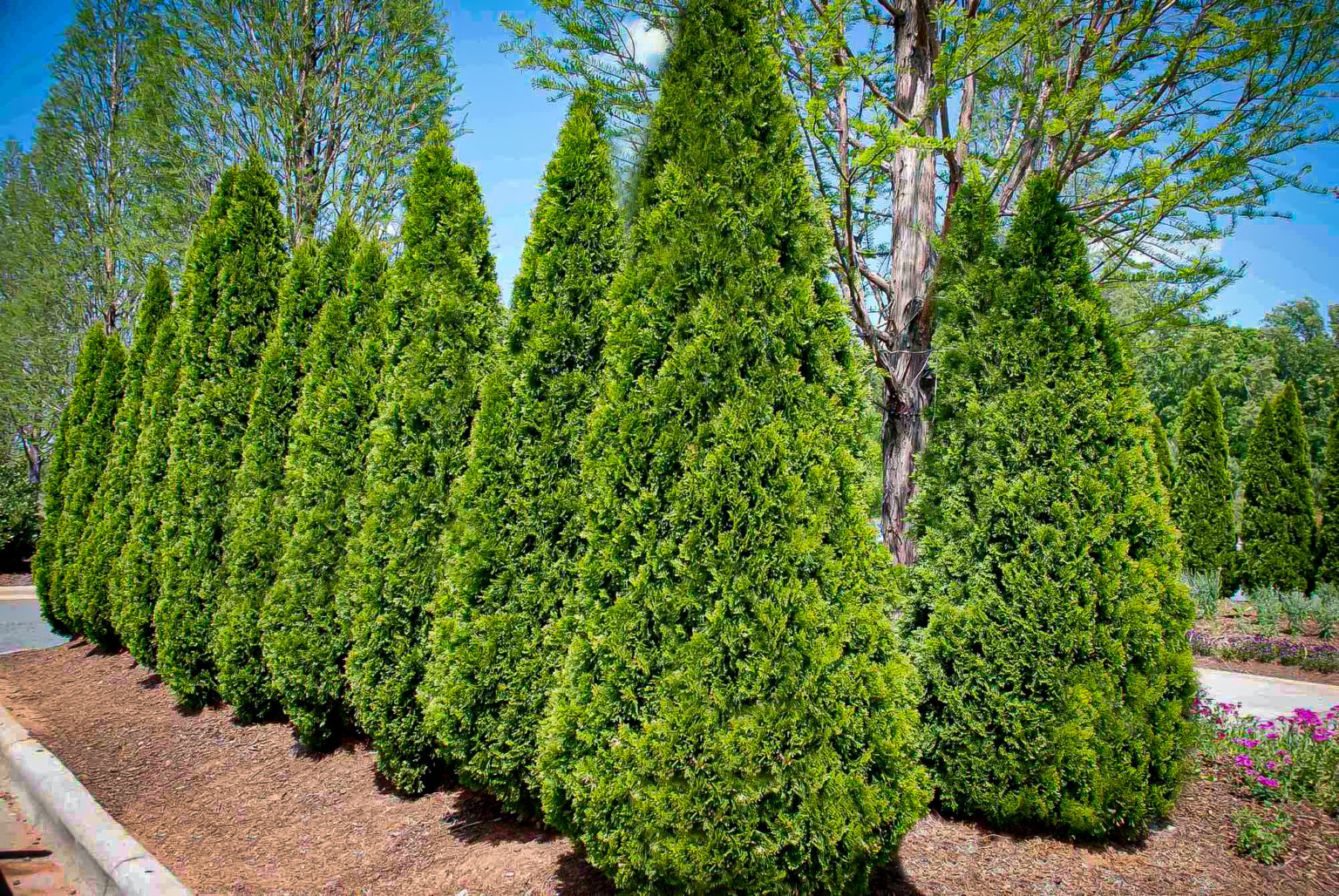 American Arborvitae For Sale The Tree Center