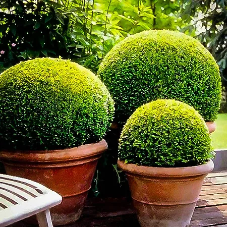 Boxwood Shrubs