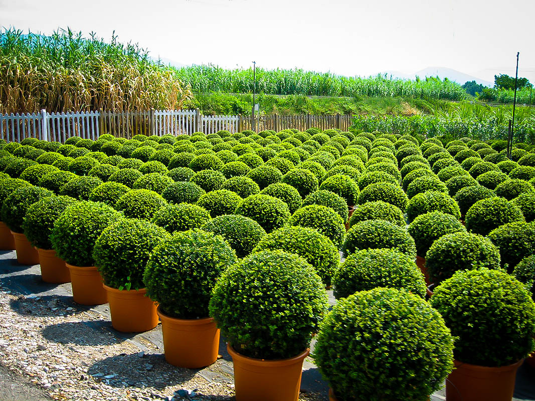 Image result for boxwood"