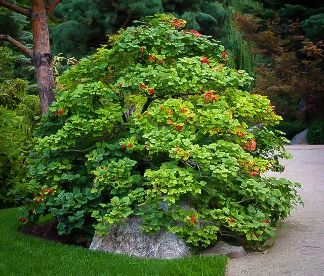 Image of Cranberry viburnum shrubs in garden setting