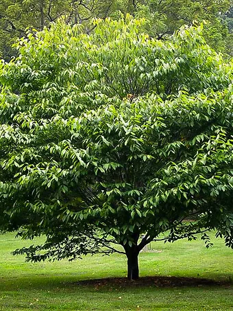 American Hornbeam