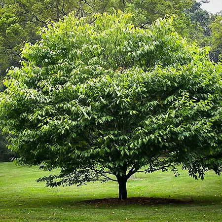 Beech Trees