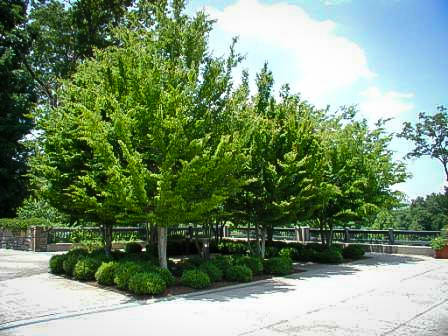 Row of American Hornbeam Trees