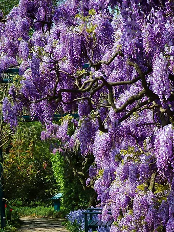 Amethyst Falls Wisteria