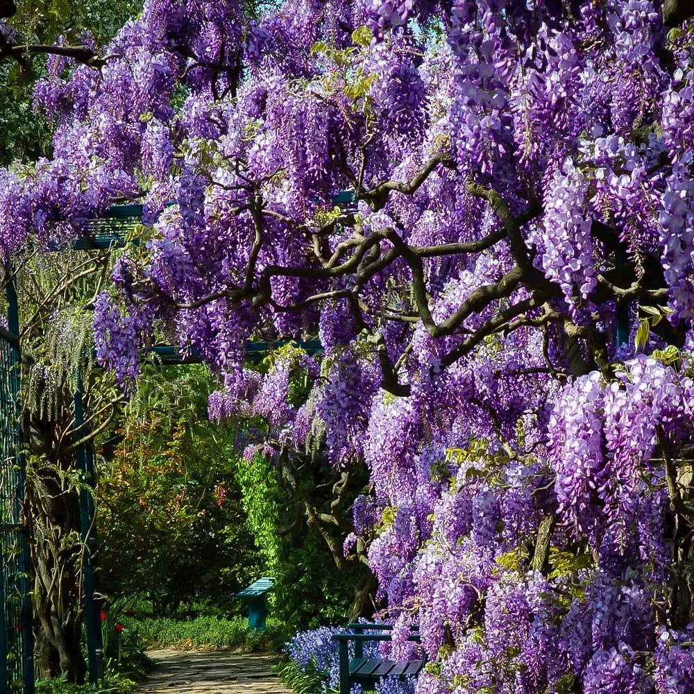 Final Selection Wisteria 2