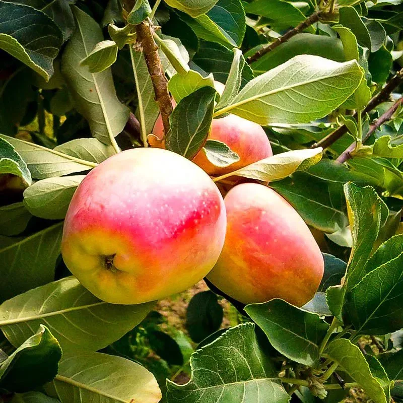 Malus dom. 'Fuji' Apple Tree