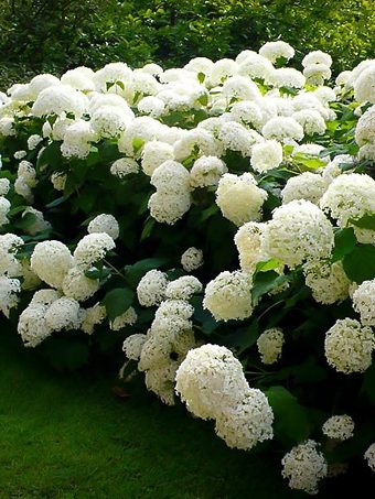 Fire And Ice Hydrangea For Sale Online The Tree Center