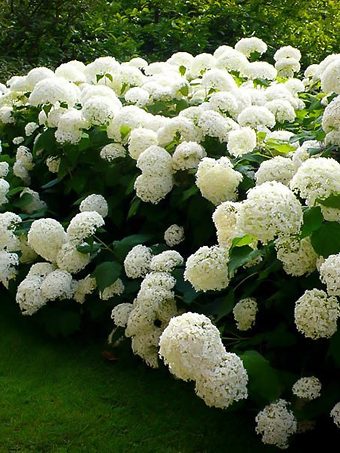Fire And Ice Hydrangea For Sale Online The Tree Center Fire And Ice Hydrangea For Sale Online The Tree Center