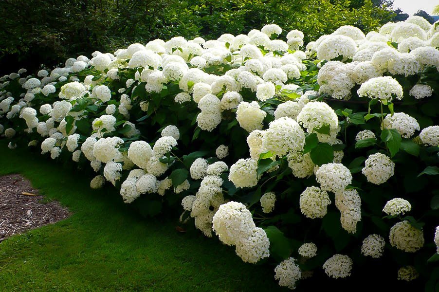 Annabelle Hydrangea