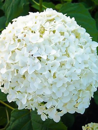 Annabelle Hydrangea