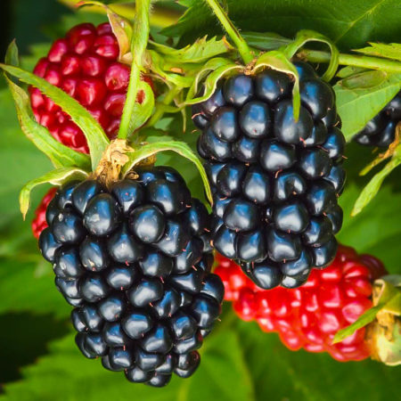 Apache Thornless Blackberry Bushes For Sale | The Tree Center