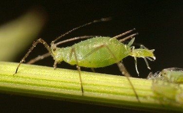 How To Get Rid Of Aphids On Plants And Trees - The Tree Center