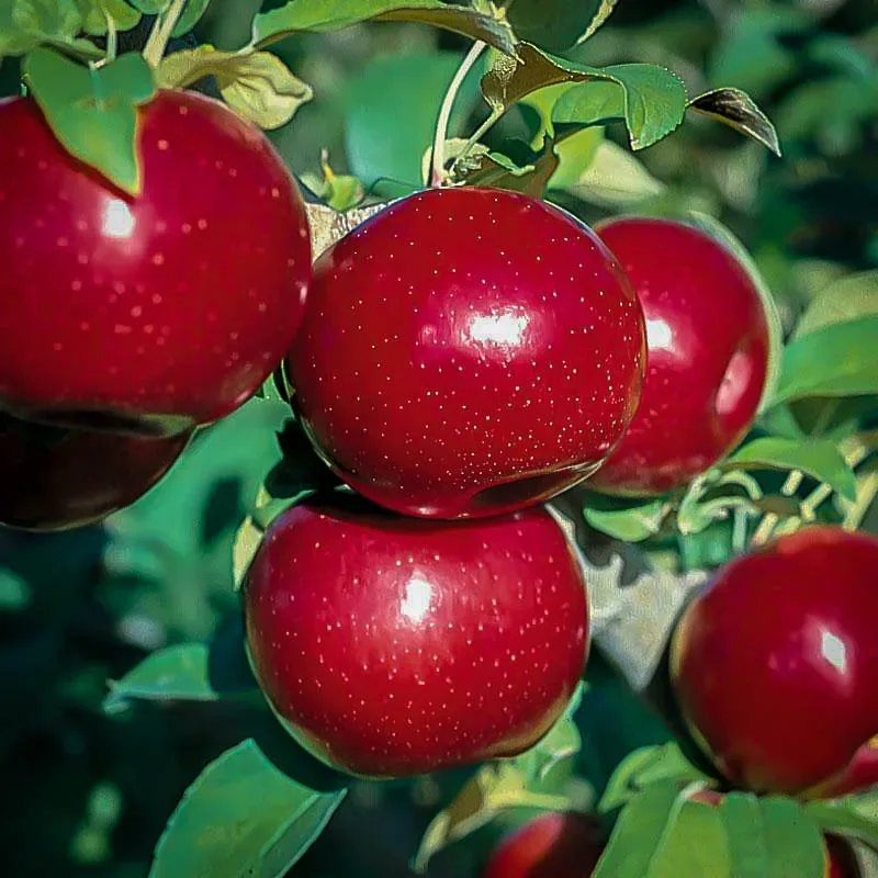 Online Orchards Dwarf Red Delicious Apple Tree Bare Root