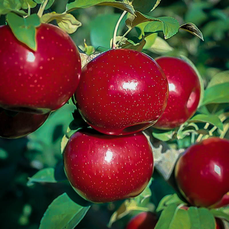 Empire Apple Trees For Sale Online The Tree Center