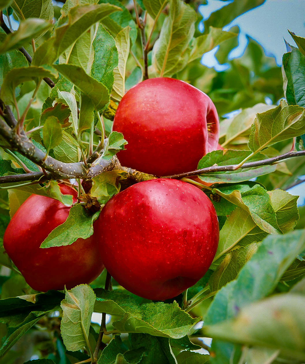Empire Apple Trees For Sale Online The Tree Center