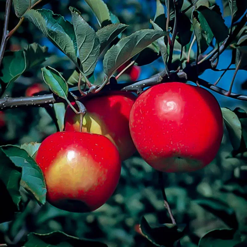 Jonagold Apple Trees For Sale Online The Tree Center