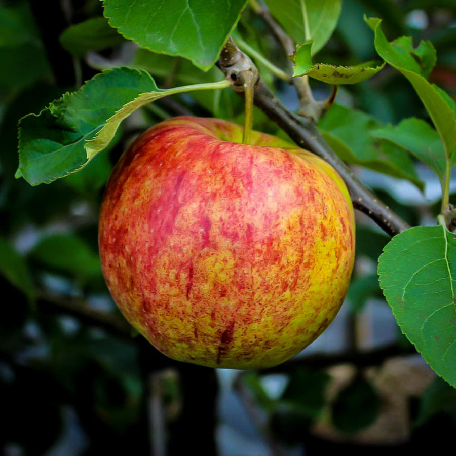 Jonagold Apple Trees For Sale Online The Tree Center