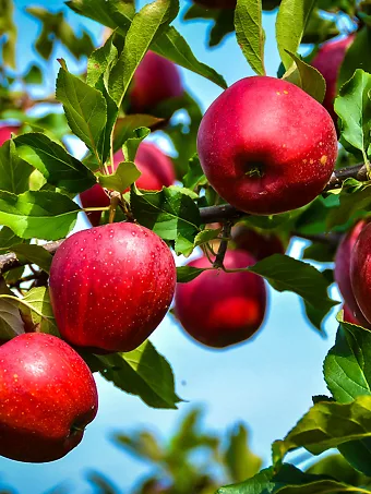 Rome Beauty Apple Trees For Sale Online | The Tree Center