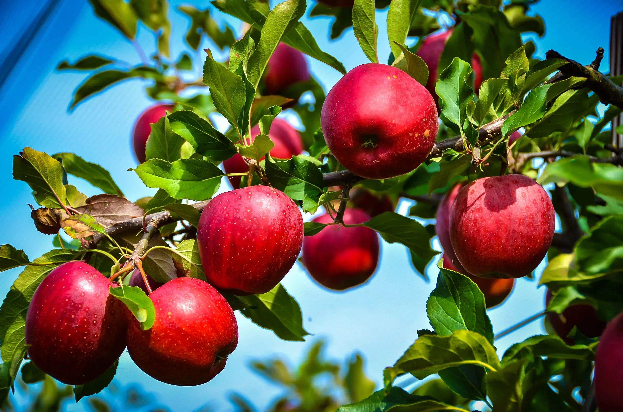 Red Rome Apple Trees For Sale at Ty Ty Nursery