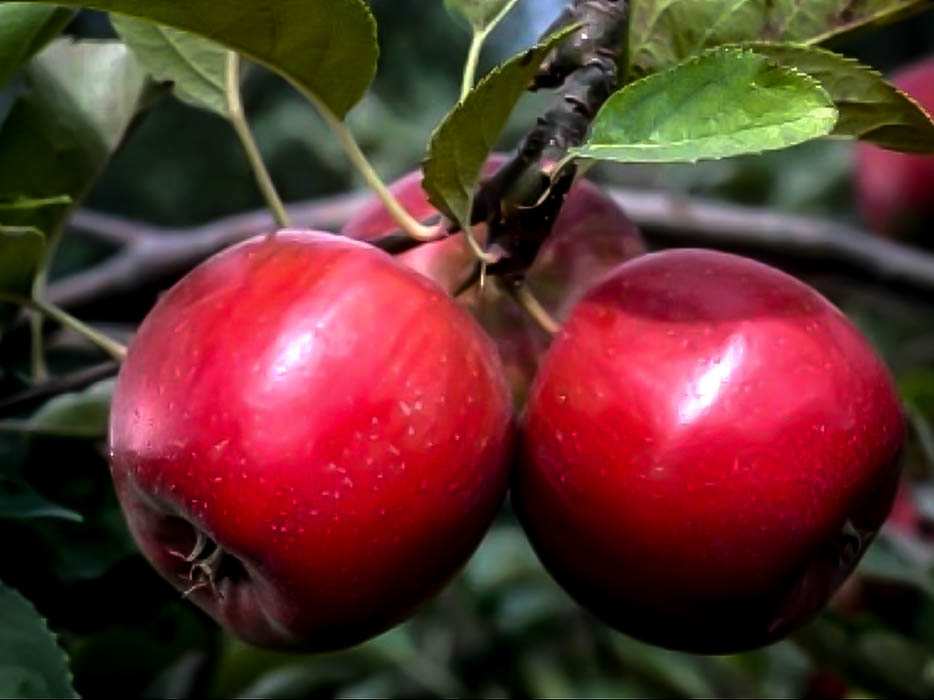 Rome Beauty Apple Trees For Sale Online The Tree Center