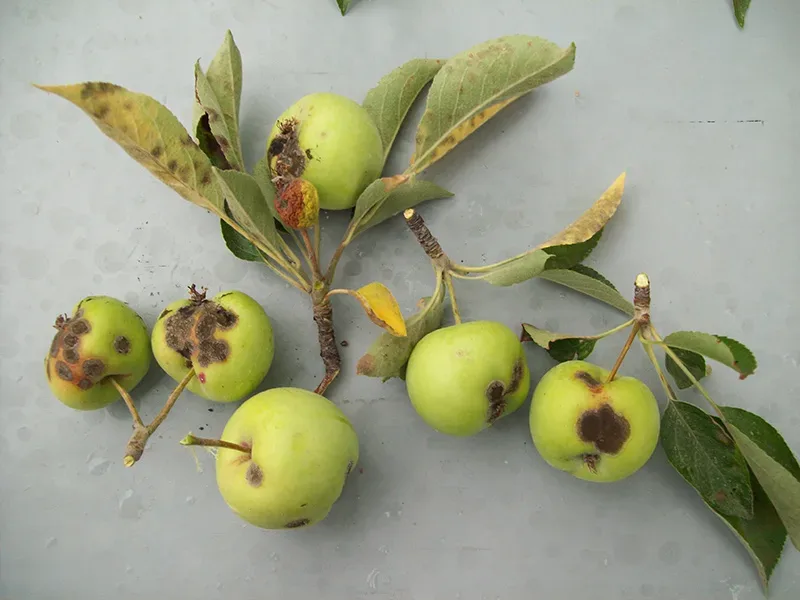 Apple Tree Disease